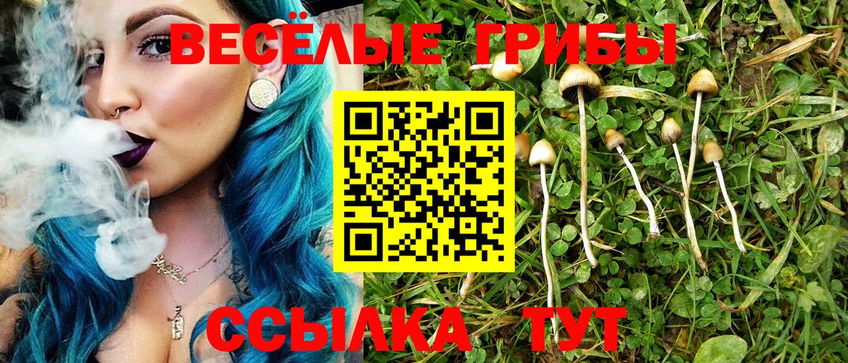 Галлюциногенные грибы Psilocybine cubensis Светлоград